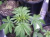 new pics 005.jpg