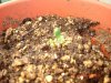 1 seed 2 plants.jpg