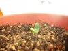 1 seed 2 plants2.jpg