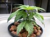 Grow_1 002.jpg