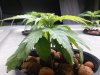 Grow_1 003.jpg