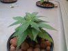Grow_1 004.jpg