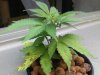 Grow_1 005.jpg