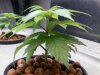 Grow_1 006.jpg