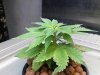 Grow_1 007.jpg