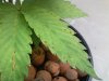 Grow_1 009.jpg