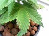 Grow_1 010.jpg
