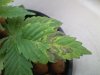 Grow_1 011.jpg