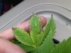 Grow_1 012.jpg