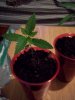 100_1397.jpg