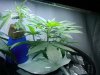 IMG00138-20100324-1144.jpg