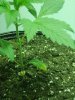 DSC01351.jpg