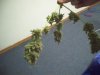 Picture 0088.jpg