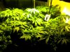 Snapshot_20100325_1.jpg