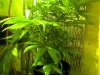Snapshot_20100325_4.jpg