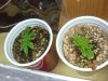 DSCF2110.jpg