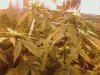 bagseed droop.jpg