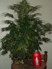 DSCF0044.jpg