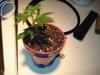 DSC00043.jpg