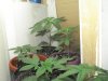 DSC00074.jpg