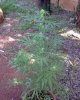 DSC00029.jpg
