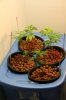 4 plants.jpg