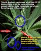 plantstructure3.jpg