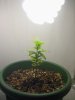 mini-IMG_2174.JPG