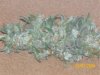100_1244.jpg