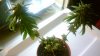DSC00834.JPG