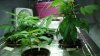 16.Clones and seed girls in middle.jpg