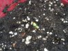 IMG00088-20100329-1852.jpg