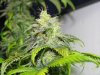 white rhino full flower 1.jpg