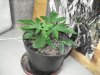 DSC00087.jpg