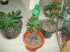 DSC00089.jpg