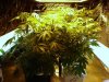 BlackJacks 1 week flower & DWC 1week roots 034.jpg