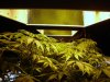 BlackJacks 1 week flower & DWC 1week roots 023.jpg