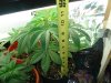 DSC00095.jpg