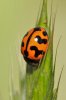 Lady bug (large).jpg