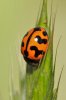 Lady bug (large).jpg