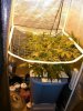 growlab 3w3d.JPG
