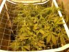 scrog3w3d.JPG