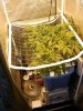 white widow medical growlab.JPG