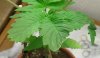 DSCN8909.jpg