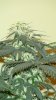 14 Weeks - 29 Days into 12-12 - Medi Bud - 4.JPG