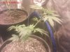 Spl1 2  first week foliar comp.jpeg