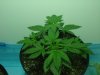 DSC01376.jpg