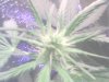 planty7.JPG