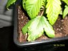 100_0508.jpg