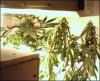 both plants.jpg